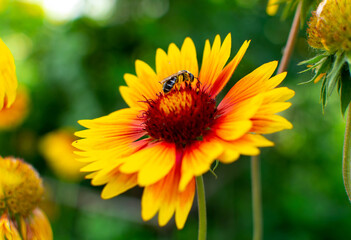 A bee sits on a red flower and collects nectar.