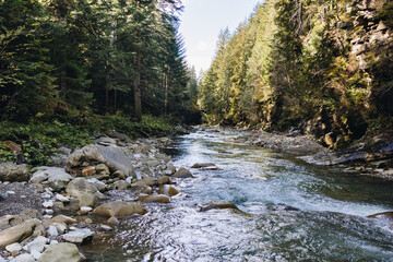 Mountain river flowing through the trees