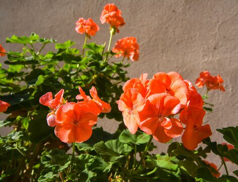 Orange Garden Flowers In Sunlight