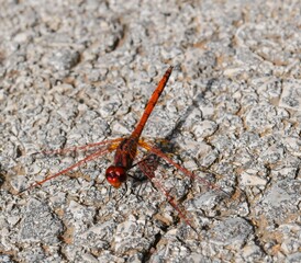 red dragonfly on asphalt ground