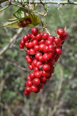 bunch of poisonous red berries on a tree