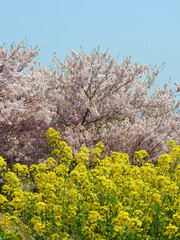 陽光桜と菜の花