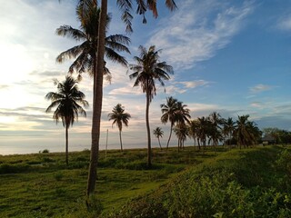 view of coconut trees with a beach background