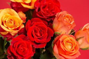 Beautiful roses on a red background.