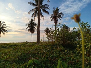 Fototapeta na wymiar view of coconut trees with a beach background