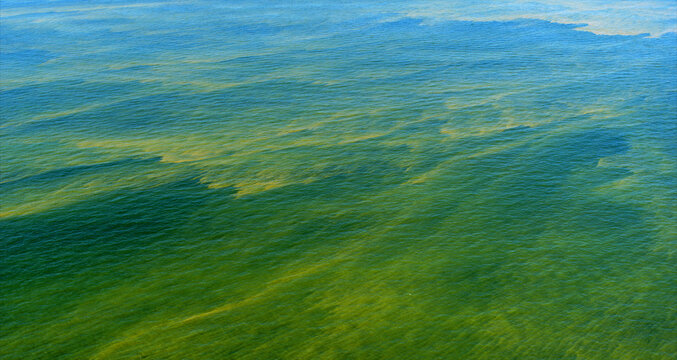 Cyanobacteria blooms in the Baltic Sea during an extreme warm summer