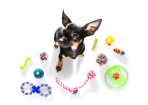 Dog With Pet Toys On White