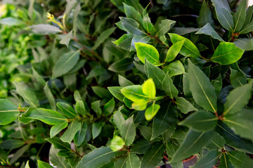 Obraz premium Tropical leaves background.