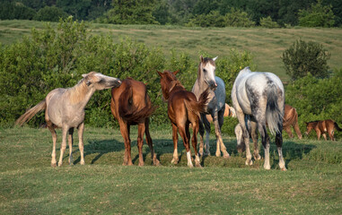 Obraz na płótnie Canvas Horse family grazing and walking on green meadow