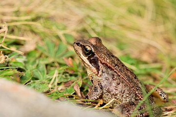 Grenouille rousse