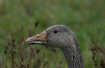 A single Greylag goose staring at the camera with a blurred green grass background. 