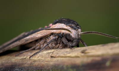 Macro Of The Head Of A Privet Hawk Moth, Sphinx ligustri, Showing Compound Eye And Long Antennae, England UK