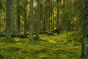 Raamstickers Prachtig groen dennen- en dennenbos in Zweden © Magnus