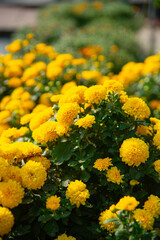 Beautiful chrysanthemum flowers background.