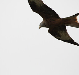 Red Kite in flight on a dull, gloomy, grey day