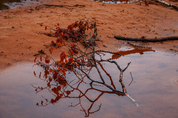 Twig of birch with dry brown leaves and its reflections in the water of puddle. Dark yellow sand on the banks. Autumn on the north, mainly cloudy