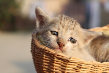 Fototapeta na wymiar little kitten in basket