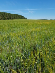 Obraz premium Green ears of wheat in the field