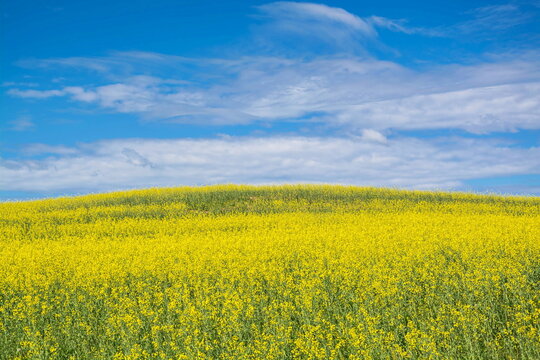 Large field of bright yellow flowering rapeseed