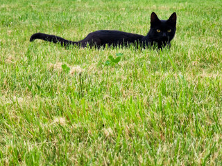 Cat © Jacek