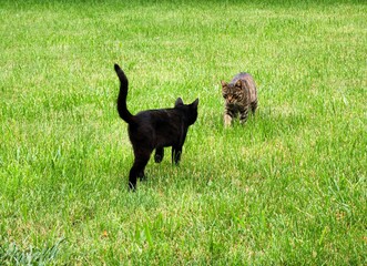 Cat © Jacek