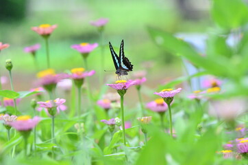 アオスジアゲハ