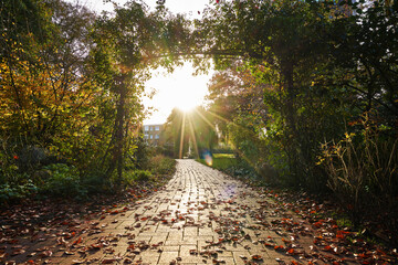 the sun shines through an arch of greenery on an idyllic footpath in a park during autumn