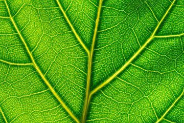 Extreme close up of a backlit green leaf with yellow veins