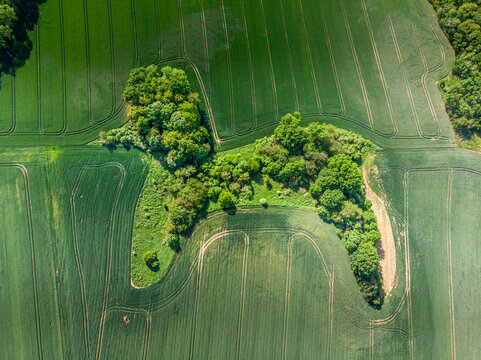Poodle dog copse