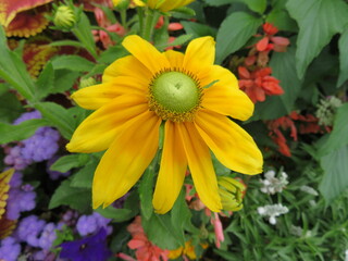 beautiful naturally colored flowers different fresh luminous aromatics