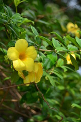 yellow flowers that are blooming among the green leaves