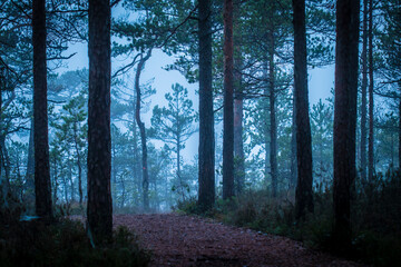 Mystical foggy evening forest with pine trees and a pathway