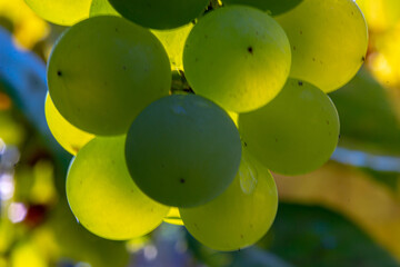 Grape © Jacek