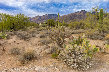 Wüstenlandschaft Arizona mit Kakteen und Bergen