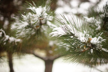 pine branch close-up in the snow in winter