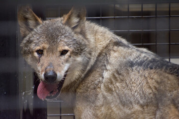 タイリクオオカミ