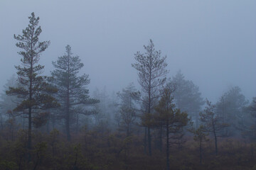 Nature background of fog in night forest creating dark shadows with copy space
