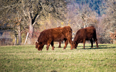 Herd of cows in the field. Autumn meadow in the mountains.	