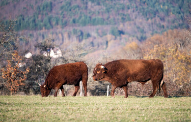 Herd of cows in the field. Autumn meadow in the mountains. A bull next to a cow.