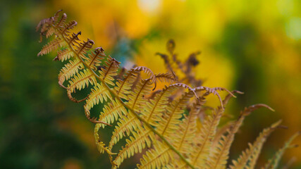Macro et texture d'une grande feuille de fougère aux feuilles flétrissant