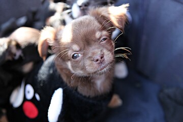 한국의공원에서찍은강아지입니다