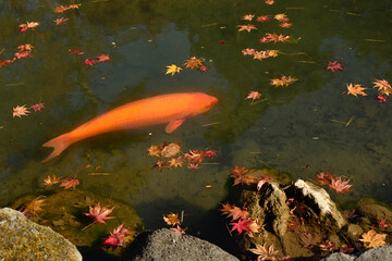 もみじの葉が舞い落ちた池で泳ぐ錦鯉