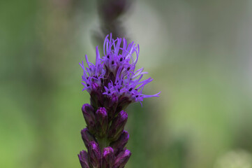 Liatris spicata deep purple flowering plant, group of flowers on tall stem in bloom