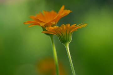 Calendula officinalis bright orange flowers in bloom, beautiful medical flowering plant