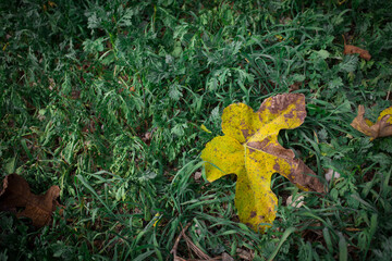 Dry leaf on grass