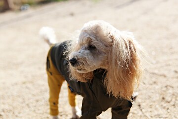 한국의공원에서찍은강아지입니다
