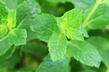 Fresh mint leaves, closeup
