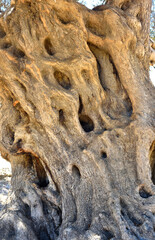 Trunk of an ancient olive tree.