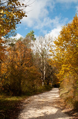 Fototapeta premium a forest in autumn leaf colors with a gravel path