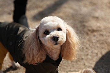 한국의공원에서찍은강아지입니다